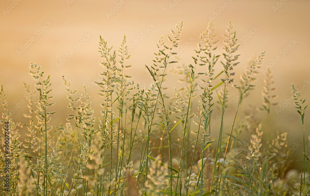 Meadow grasses in the backlight of sunset on a warm summer evening. Natural mixed herbs of northern Europe. Meadow grasses in the backlight of sunset on a warm summer evening. Natural mixed herbs of northern Europe.
