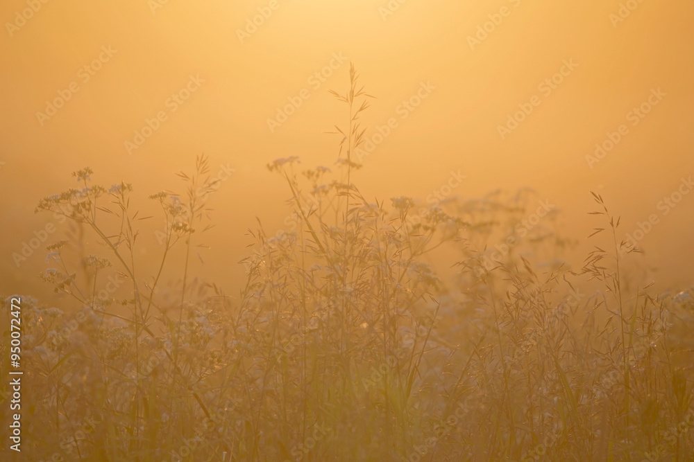Obraz premium Meadow grasses in the backlight of sunset on a warm summer evening. Natural mixed herbs of northern Europe.