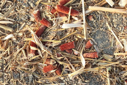 postharvest sunflower residues in the field photo