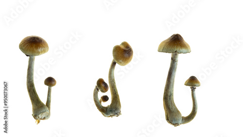 A set of fresh Golden Teacher mushrooms (Psilocybe cubensis) isolated on white.