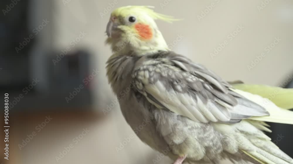 Funny cockatiel parrot, pet at home. Yellow gray cockatiel parrot flies around the apartment Funny cockatiel parrot, pet at home. Yellow gray cockatiel parrot flies around the apartment