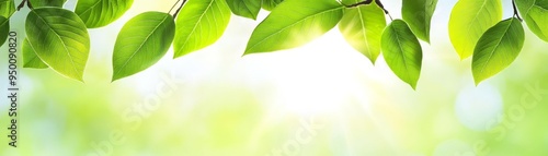 Green leaves illuminated by sunlight, green leaves under sunlight, bright and lively nature