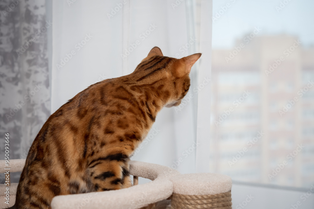 Foto Bengal cat looking out the window.