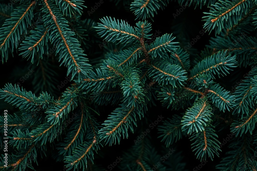 A Christmas Fir tree brunch textured background. A fluffy pine tree brunch close up. A green spruce tree brunch A Christmas Fir tree brunch textured background. A fluffy pine tree brunch close up. A green spruce tree brunch