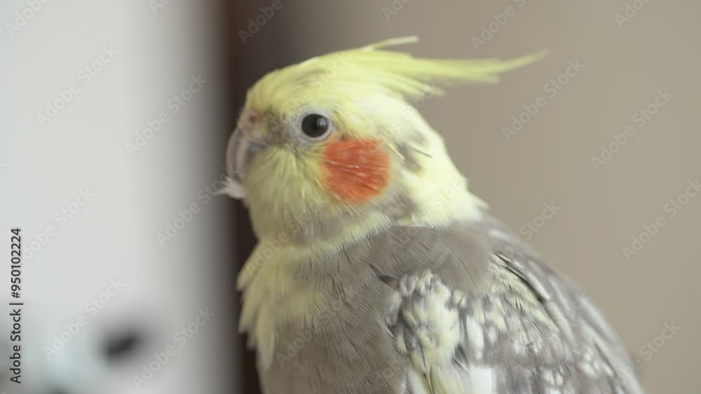 Funny cockatiel parrot, pet at home. Yellow gray cockatiel parrot flies around the apartment Funny cockatiel parrot, pet at home. Yellow gray cockatiel parrot flies around the apartment