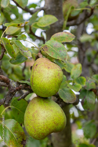 Close-up of three choke pears Pyrus Communis ripening on tree outdoors in garden