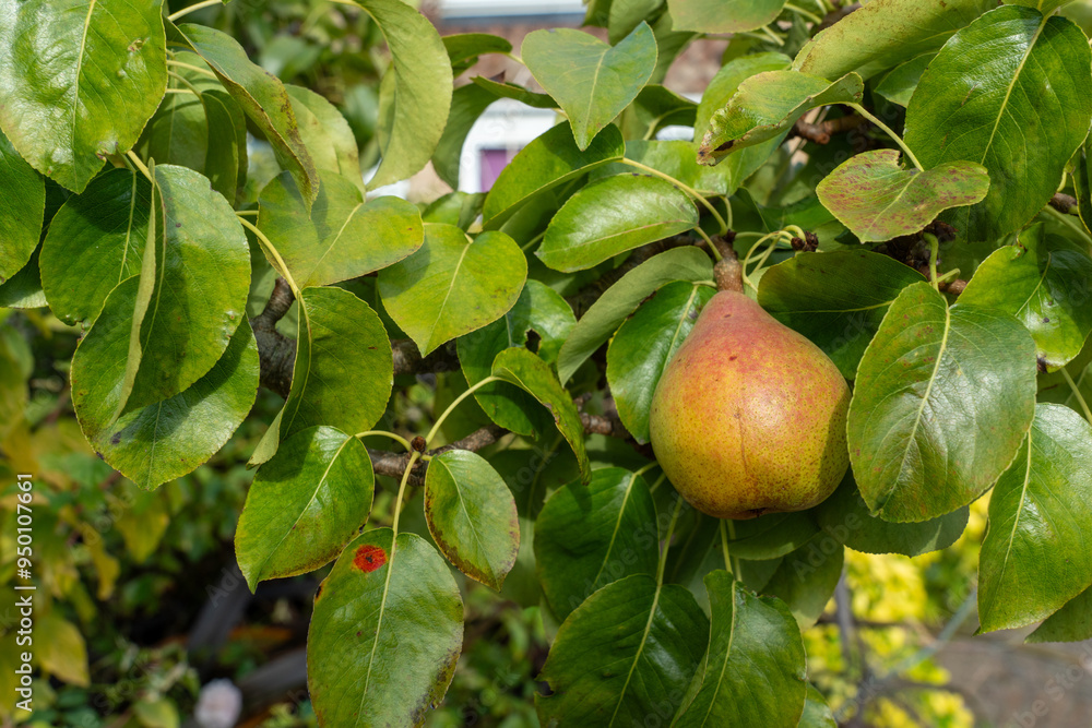 Close-up choke pear Pyrus communis hanging on tree ripening outdoors in garden in summer UK Close-up choke pear Pyrus communis hanging on tree ripening outdoors in garden in summer UK