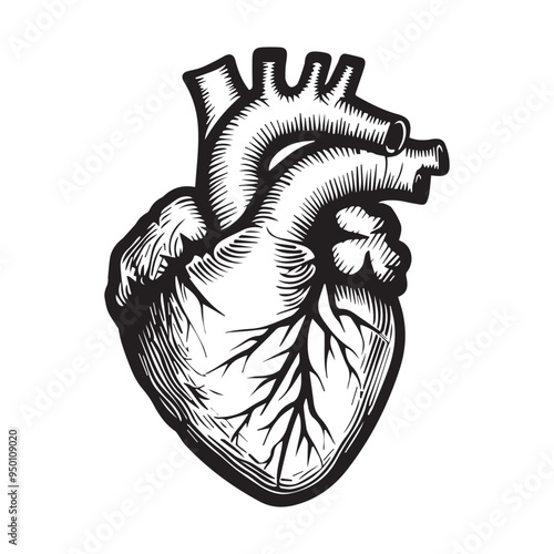 Hand-Drawn Anatomical Heart Vector Illustration in Black and White Engraved Woodcut Style