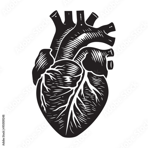 Hand-Drawn Anatomical Heart Vector Illustration in Black and White Engraved Woodcut Style