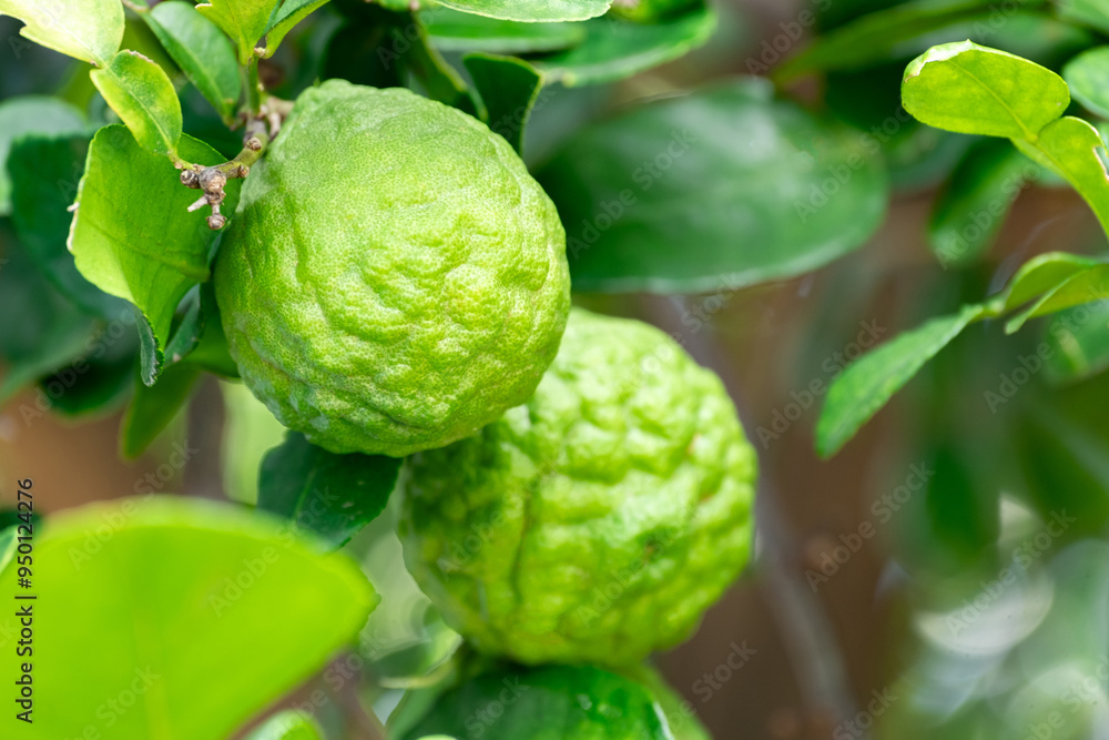 Bergamot, Fresh green bergamot fruit hanging from branch. bergamot tree garden and healthy food concept, group of bergamot,Bergamot medicinal plants with many Bergamot, Fresh green bergamot fruit hanging from branch. bergamot tree garden and healthy food concept, group of bergamot,Bergamot medicinal plants with many