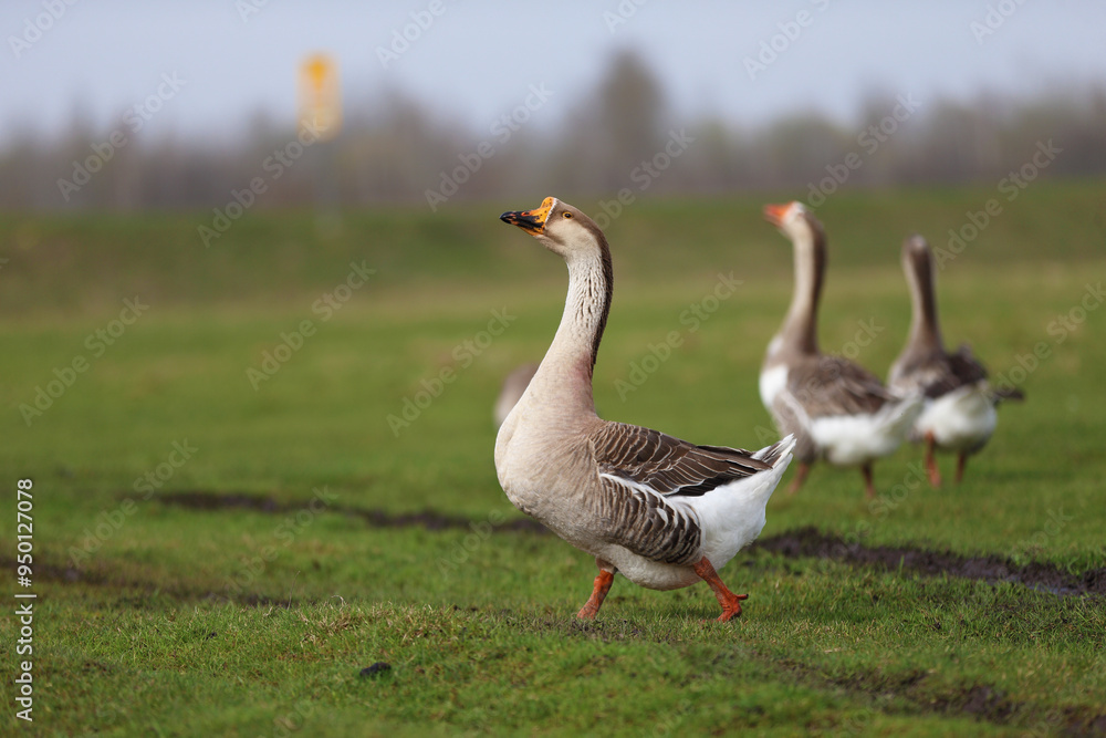 A group of domestic geese graze on a green meadow. A group of domestic geese graze on a green meadow.