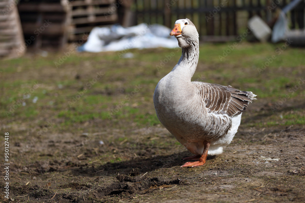 A domestic goose walks around the farm yard. A domestic goose walks around the farm yard.
