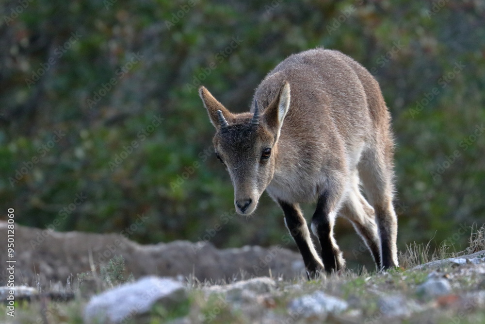 Fototapeta premium iberian ibex