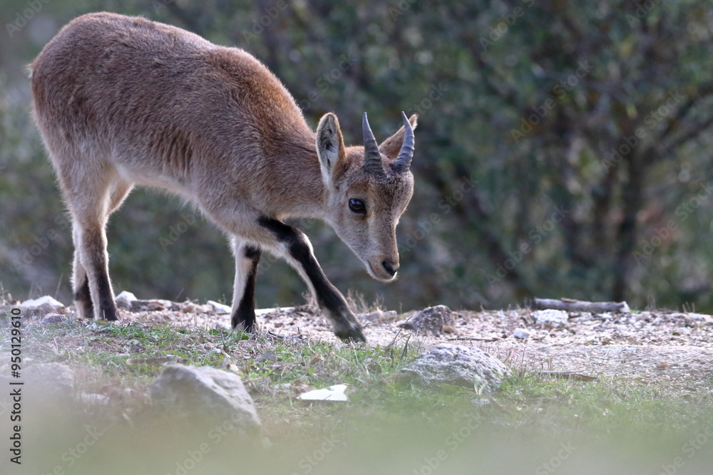 Fototapeta premium iberian ibex