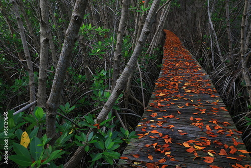 Nature Trail, Environmental Mangrove Forest, Laem Phak Bia Project Phetchaburi Province, Thailand photo