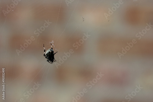 Neoscona crucifera spider on web