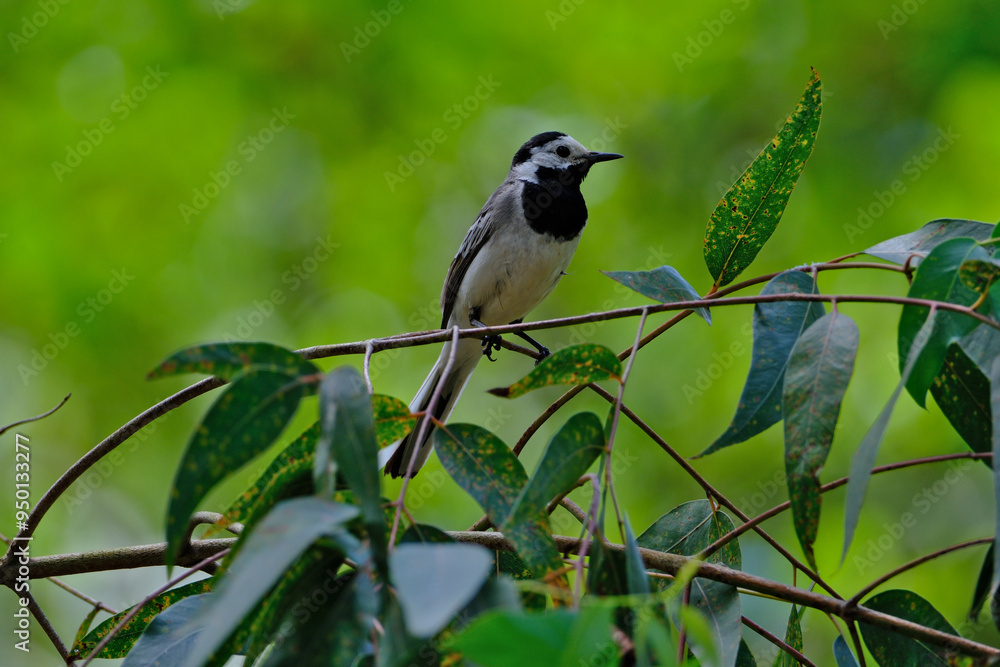 Fototapeta premium White Wagtail (Motacilla alba) perched on a branch