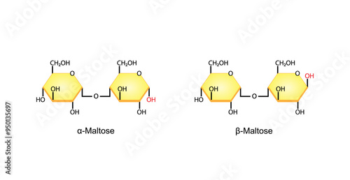 Maltose, malt sugar, chemical structure. Maltobiose. Disaccharide Molecule. Glucose Sugar units. Scientific Diagram. Vector Illustration.