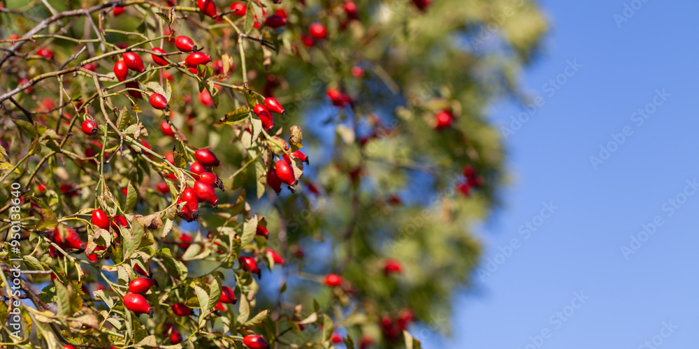 Rosehip on the rosa canina bush b in early spring, ready for harvest. Lots of red healthy berries. Rosehip on the rosa canina bush b in early spring, ready for harvest. Lots of red healthy berries.