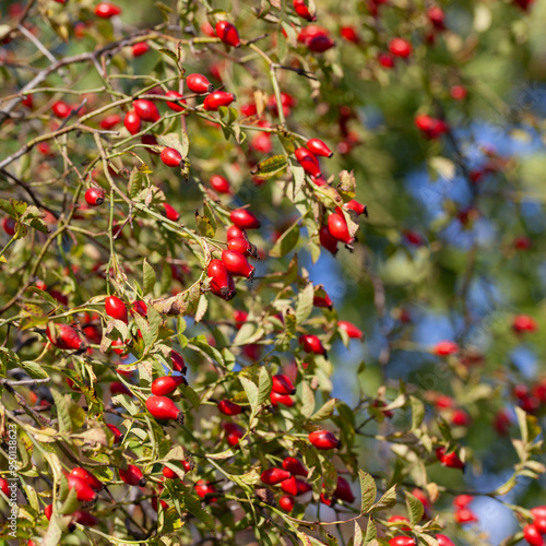 Rosehip on the rosa canina bush b in early spring, ready for harvest. Lots of red healthy berries.