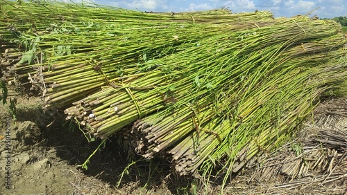 Jute plants have been cut down and piled up which will be retting in wat