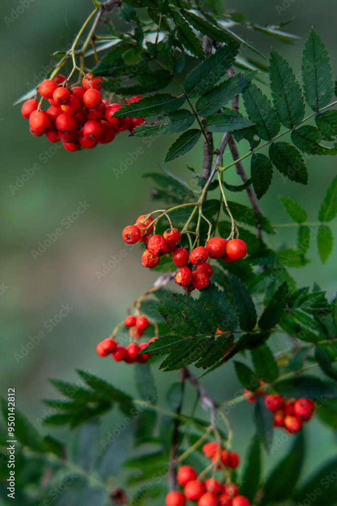 Obraz premium Sorbus aucuparia, Mountain ash, Rowan with green leafs background, Rowan is a valuable fruit, medicinal and decorative plant. A bunch of rowan on a tree.Bunches of ashberry sunny summer day,