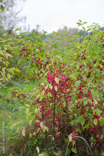 Euonymus europaeus, the spindle, European spindle,  common spindle -  ornamental plant with colourful poisonous berries native to Europe. photo