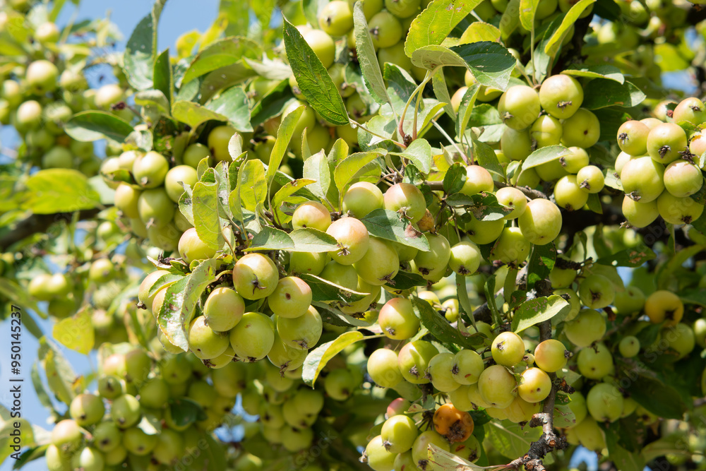 Fototapeta premium Twig with lots of small apples in the blue sky, healthy green apples, fresh apples on the branch