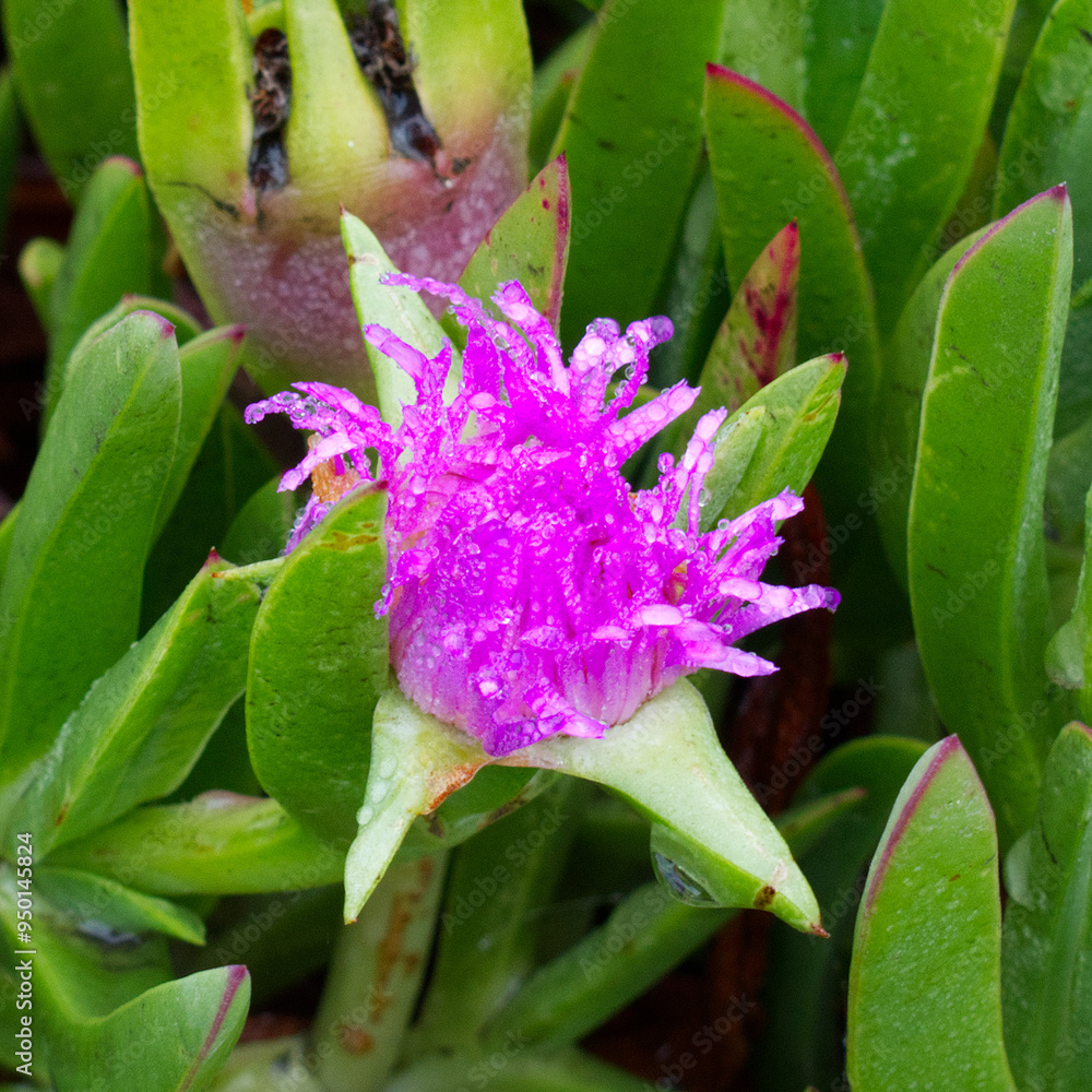 Obraz premium Purple Sea Flower