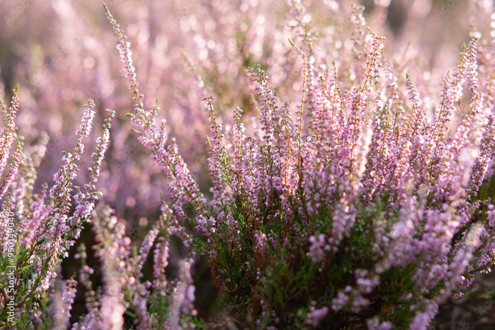 Obraz premium Calluna vulgaris, Heather bushes close up at sunset. Sunset glows over purple heather flowers, heather background, heather-like flowers. Bright natural defocused background