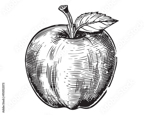Hand-Drawn Apple Illustration in Black and White with Vintage Engraved Woodcut Style