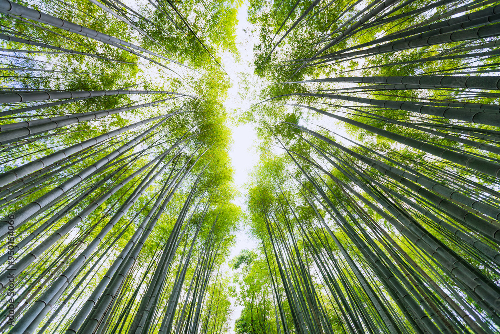 Looking up in a bamboo forest. An image that conveys relaxation, peace, and silence, perfect for meditation concepts
