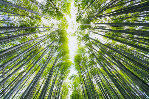Obraz na płótnie Looking up in a bamboo forest. An image that conveys relaxation, peace, and silence, perfect for meditation concepts w salonie