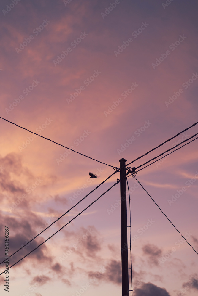 Warm pastel sunset background with power lines and flying bird, Japanese street style Warm pastel sunset background with power lines and flying bird, Japanese street style