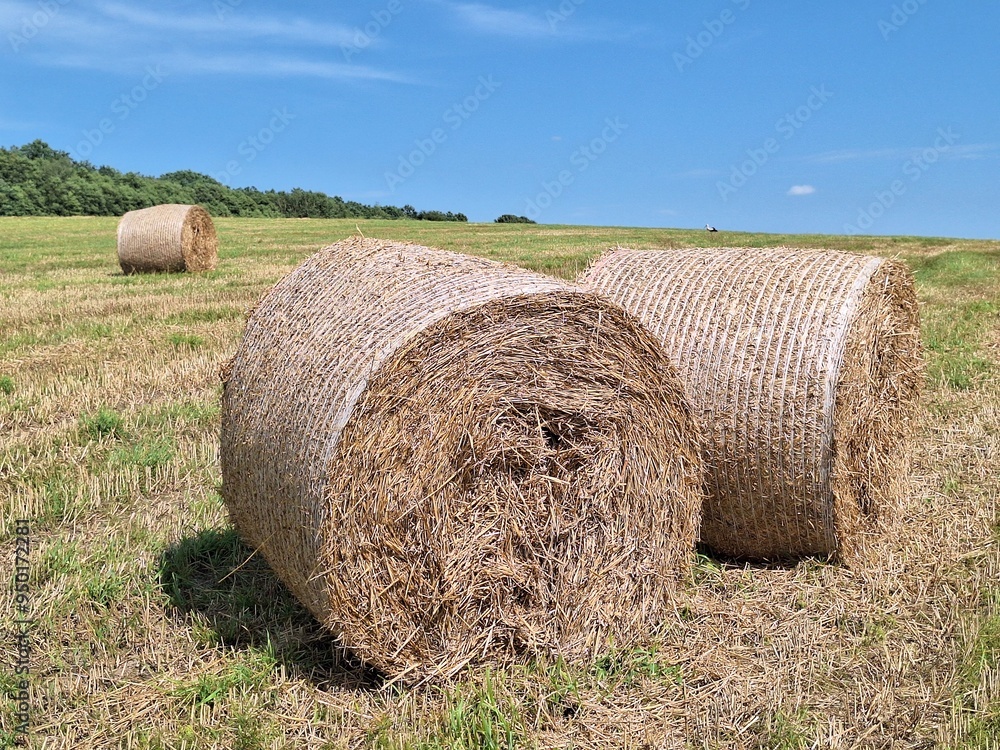 Bales of hay resting on a sunny day in a lush green field surrounded by distant trees in summer Bales of hay resting on a sunny day in a lush green field surrounded by distant trees in summer