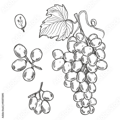 Set of design elements with grapes, grapes and leaves. Vector black and white hand drawn sketch illustration of grape collection isolated on white background.