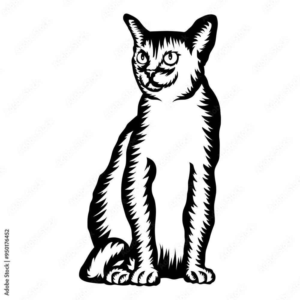 Obraz premium Burmese Cat