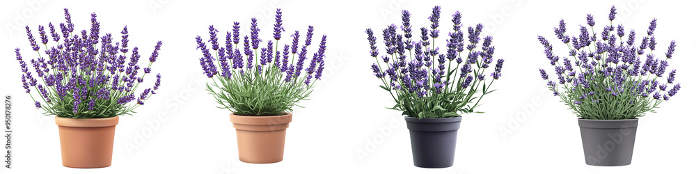 A collection of lavender plants in various pots, showcasing vibrant purple flowers and lush green foliage. A collection of lavender plants in various pots, showcasing vibrant purple flowers and lush green foliage.
