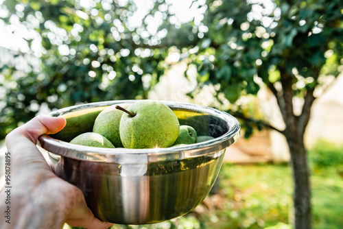 Gardener holding bowl full of pears in summer garden.