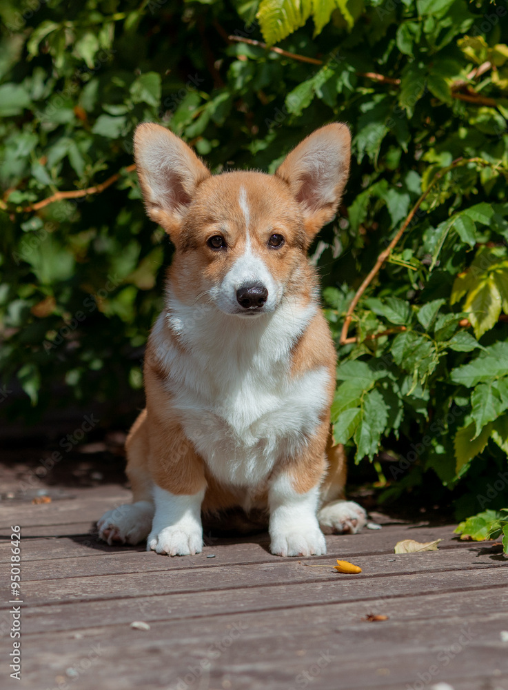 A puppy is a Welsh Corgi dog on a summer walk A puppy is a Welsh Corgi dog on a summer walk