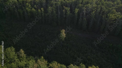 sigle tree in the forest, aerial photo