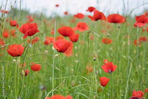 Corn poppy in a cornfield with red petals. Red splashes of color in green surroundings