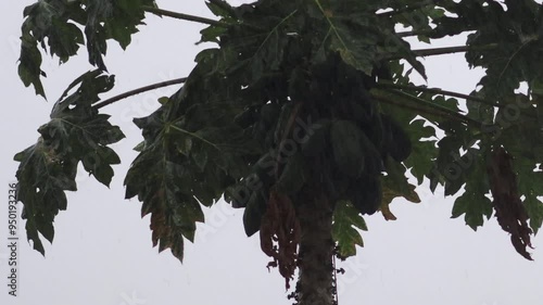 heavy rainfall on papaya, (Carica papaya), plants (Papaya and pawpaw malakor, loko, ma kuai). Atmospheric video of rainstorm in a city. Heavy rain. Intense rainfall downpour. Inclement conditions photo