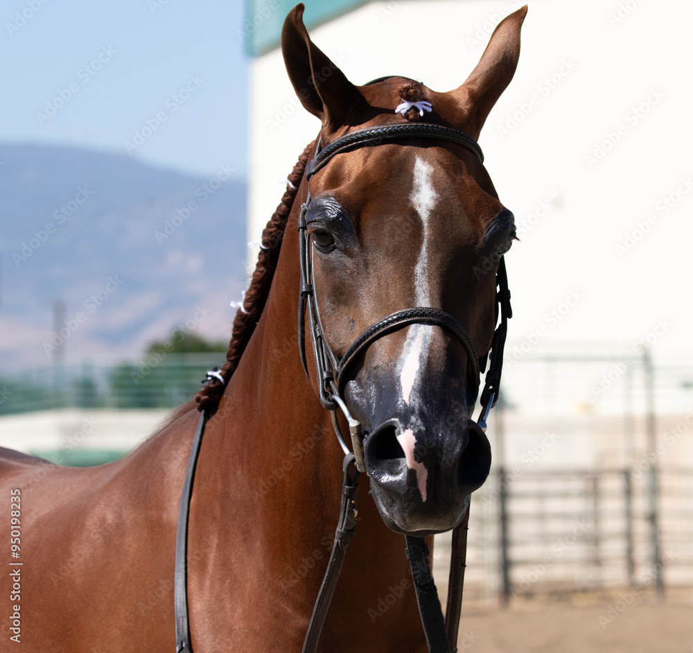 Obraz premium portrait of a horse