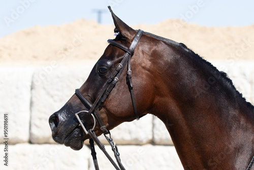 Arabian horse portrait