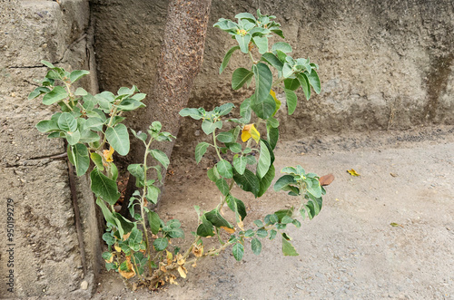 A booming ashwagandha (Withania somnifera) with leaves and flowers on the corner of a city street photo