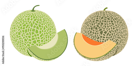 Cantaloupe melon, fruit vector illustration 10