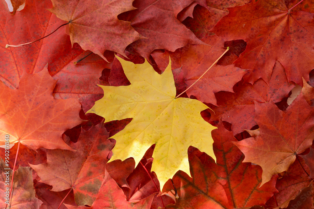 Autumn Maple Leaves. Yellow Maple Leaf on a Red Fallen Leaves Background