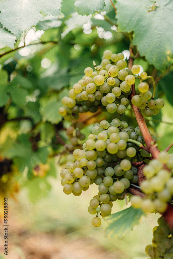close up on grapes on a french vineyard close up on grapes on a french vineyard