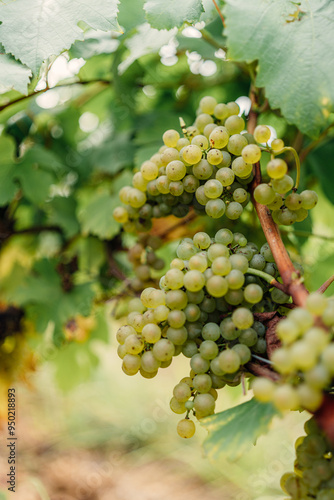 Wallpaper Mural close up on grapes on a french vineyard Torontodigital.ca